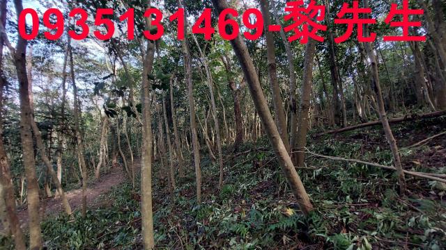 三灣農地-9