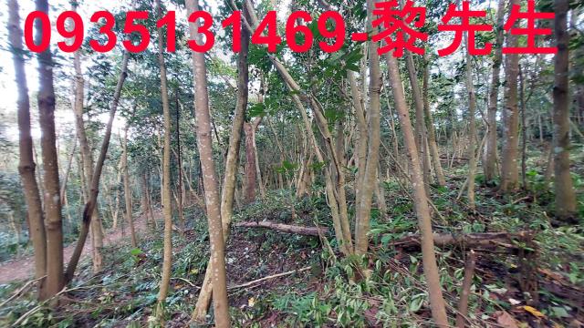 三灣農地-11