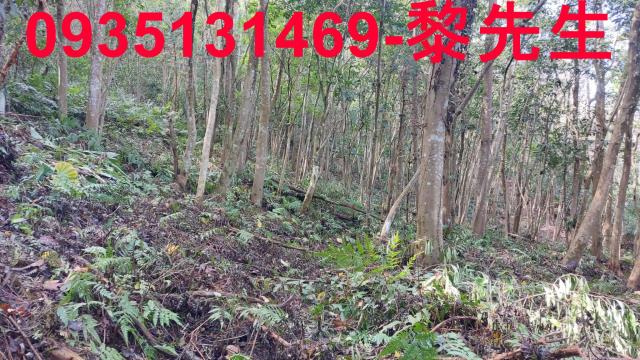 三灣農地-12