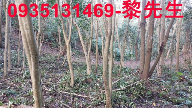 三灣農地-13