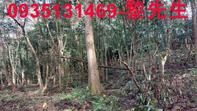 三灣農地-14