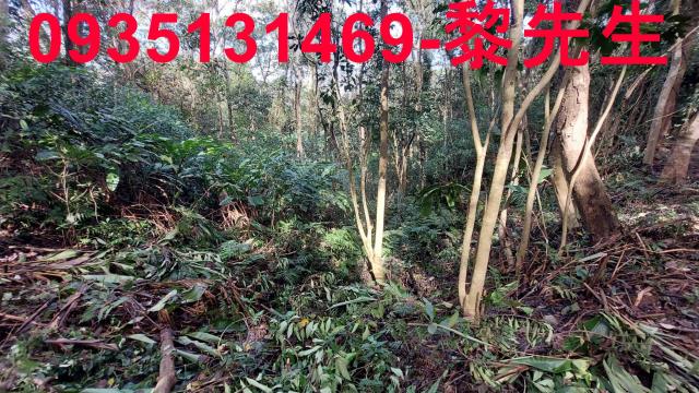 苗栗三灣農地-7