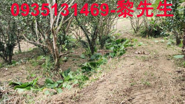 竹東農地-9