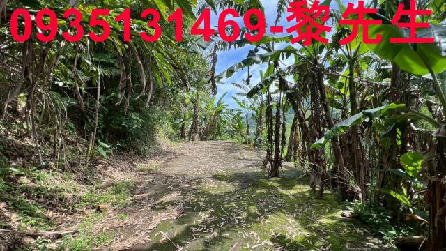 新竹橫山林地-9