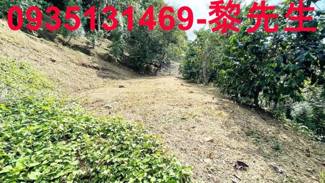新竹林地-12