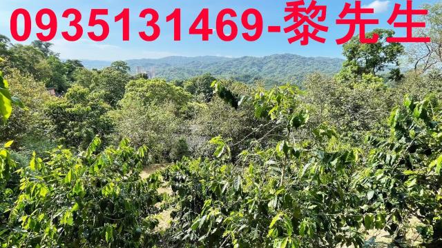 新竹林地-2