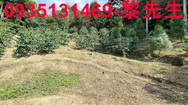 新竹林地-6