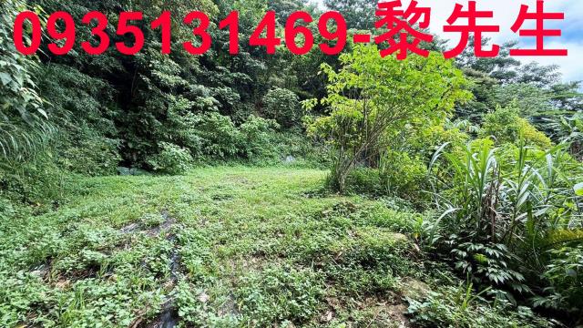 苗栗南庄林地-14