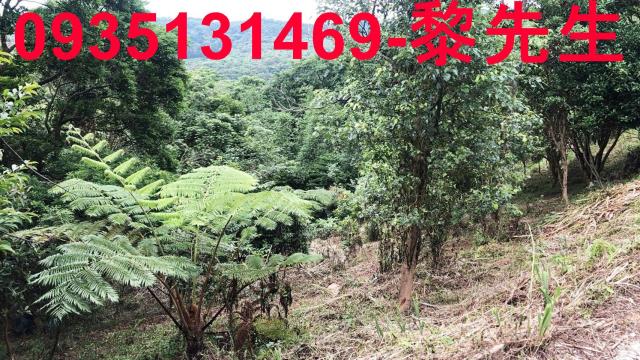 新竹關西農地-5