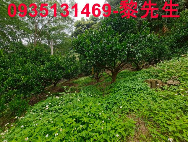 北埔農地-9