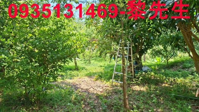峨眉林地-11