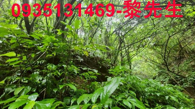 橫山林地-11