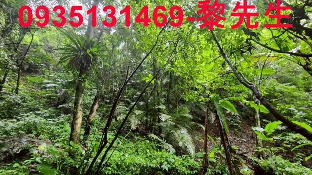 橫山林地-4