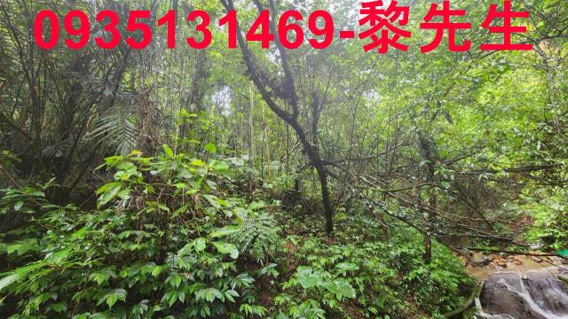 新竹橫山林地-11
