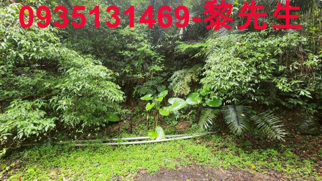 新竹橫山林地-13