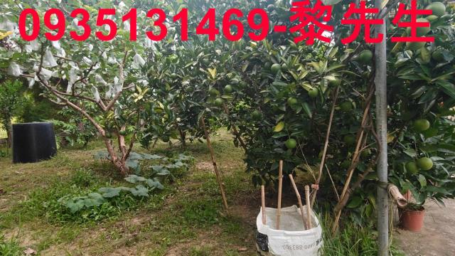 新竹農地-10