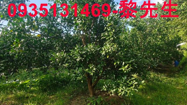 新竹農地-14